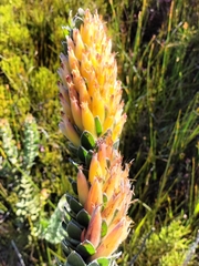 Mimetes pauciflorus