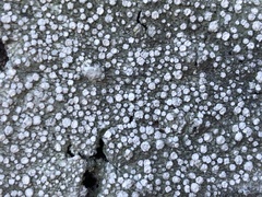 Pertusaria subambigens