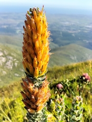 Mimetes pauciflorus