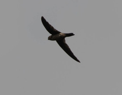 Aerodramus unicolor