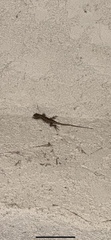 Sceloporus occidentalis