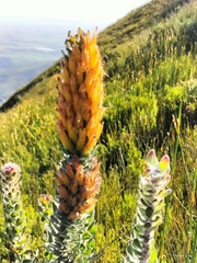 Mimetes pauciflorus