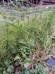 Cyperus prolifer