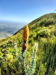 Mimetes pauciflorus