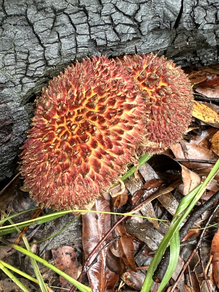 shaggy cap from Major Mitchell Reserve, Blaxland, NSW, AU on February