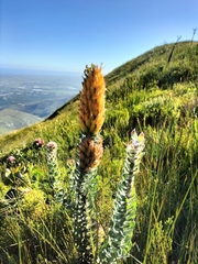 Mimetes pauciflorus