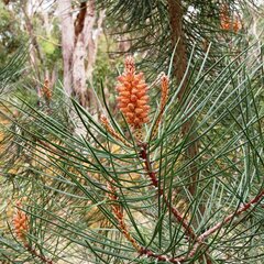Pinus radiata