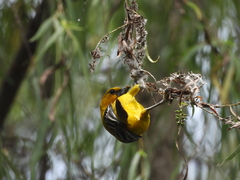 Icterus nigrogularis