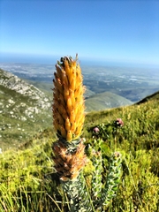 Mimetes pauciflorus