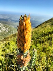 Mimetes pauciflorus