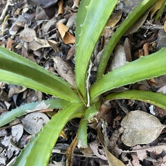Agave decipiens