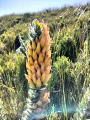 Mimetes pauciflorus