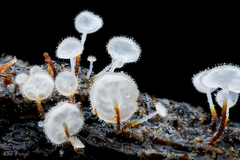 Gloiocephala