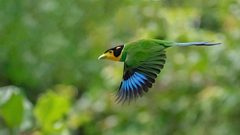 Psarisomus dalhousiae