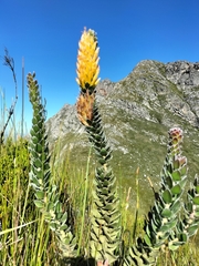 Mimetes pauciflorus