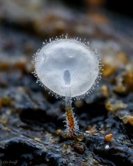 Gloiocephala