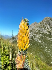 Mimetes pauciflorus