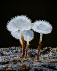 Gloiocephala