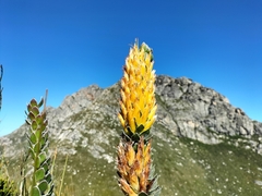 Mimetes pauciflorus