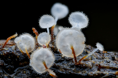 Gloiocephala