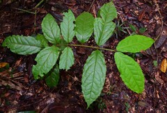 Steganthera laxiflora