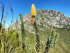 Mimetes pauciflorus