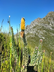Mimetes pauciflorus