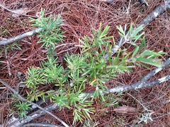 Acrotriche aggregata