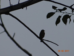 Anthus hodgsoni