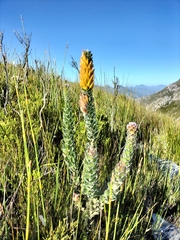 Mimetes pauciflorus