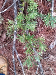 Acrotriche aggregata