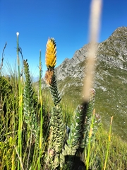 Mimetes pauciflorus