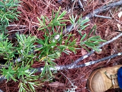 Acrotriche aggregata