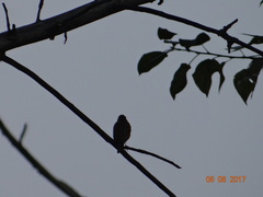 Anthus hodgsoni