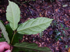 Steganthera laxiflora
