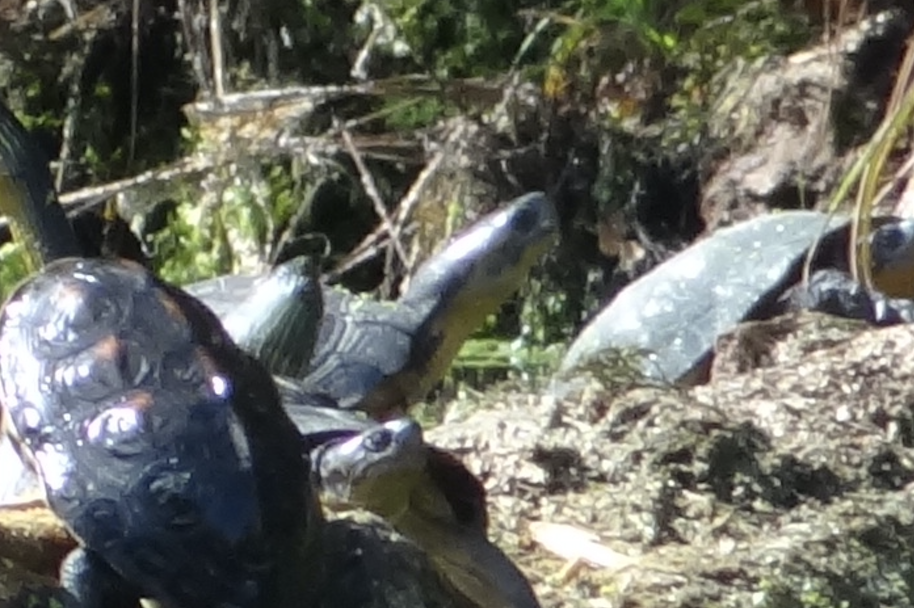 Yellow pond turtle