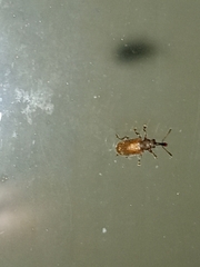 Cimberis elongata
