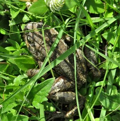 Sclerophrys gutturalis