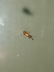 Cimberis elongata