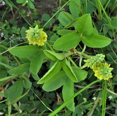 Eriosema psoraleoides