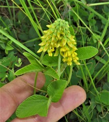 Eriosema psoraleoides