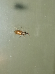 Cimberis elongata