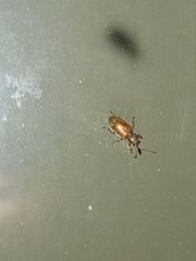 Cimberis elongata