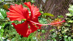 Hibiscus schizopetalus