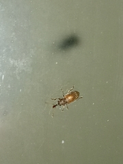 Cimberis elongata