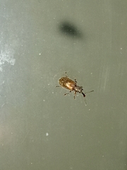 Cimberis elongata