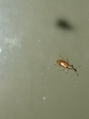 Cimberis elongata