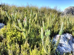 Mimetes pauciflorus