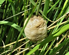 Tenodera superstitiosa
