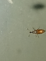 Cimberis elongata